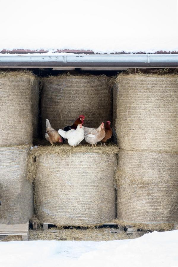 Agroturistika - "Domecek U Ovecek" Villa Horní Těrlicko Buitenkant foto